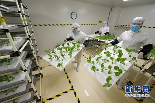 被生物科技重塑的餐盤 食物進(jìn)化簡史